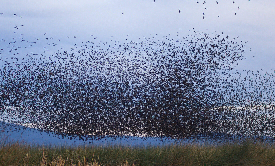 Flocks of Cowbirds (Molothrus ater)