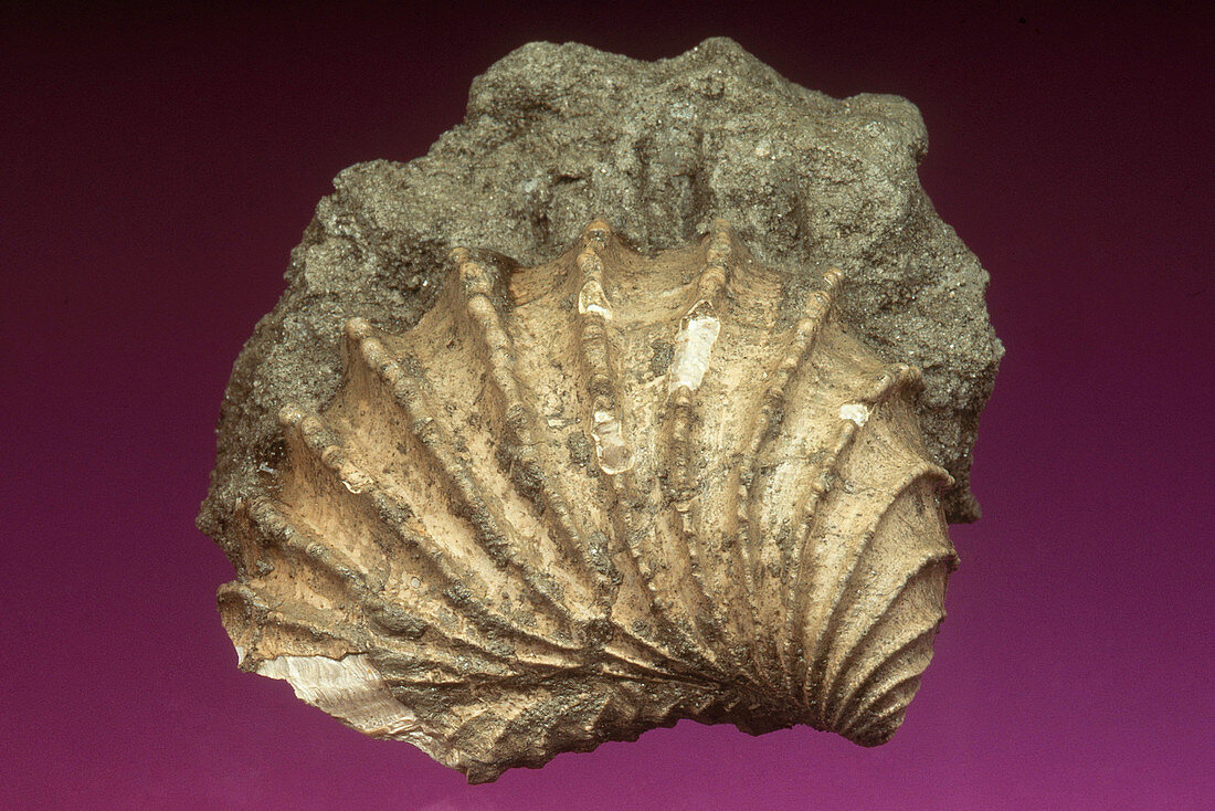 Fossil Clam