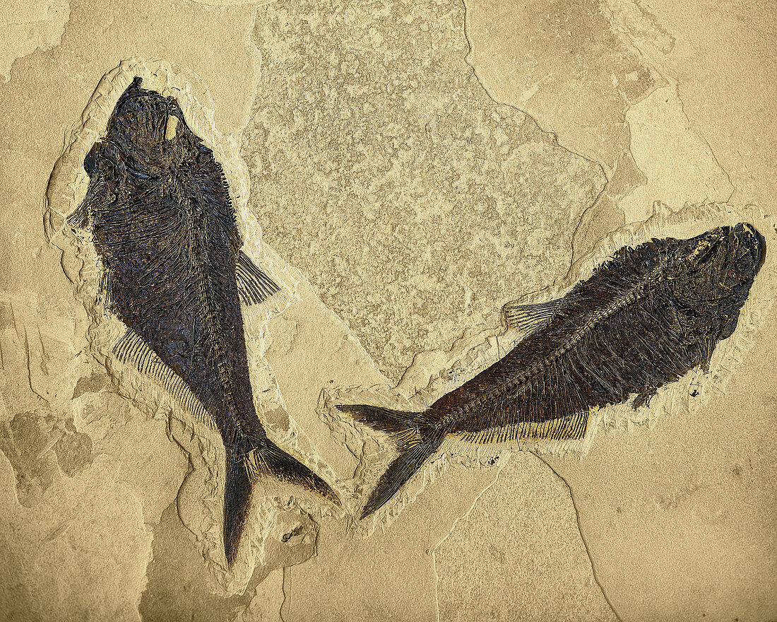 Fossilized Fish (Diplomystus)