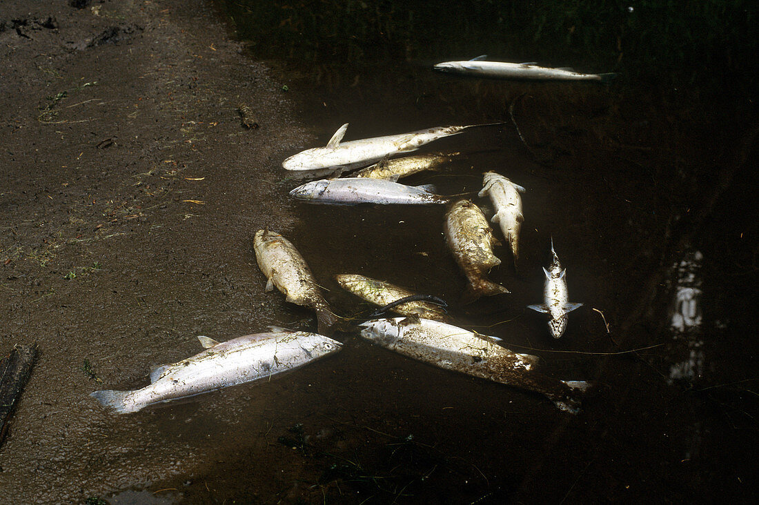 Fish Killed by Pollution