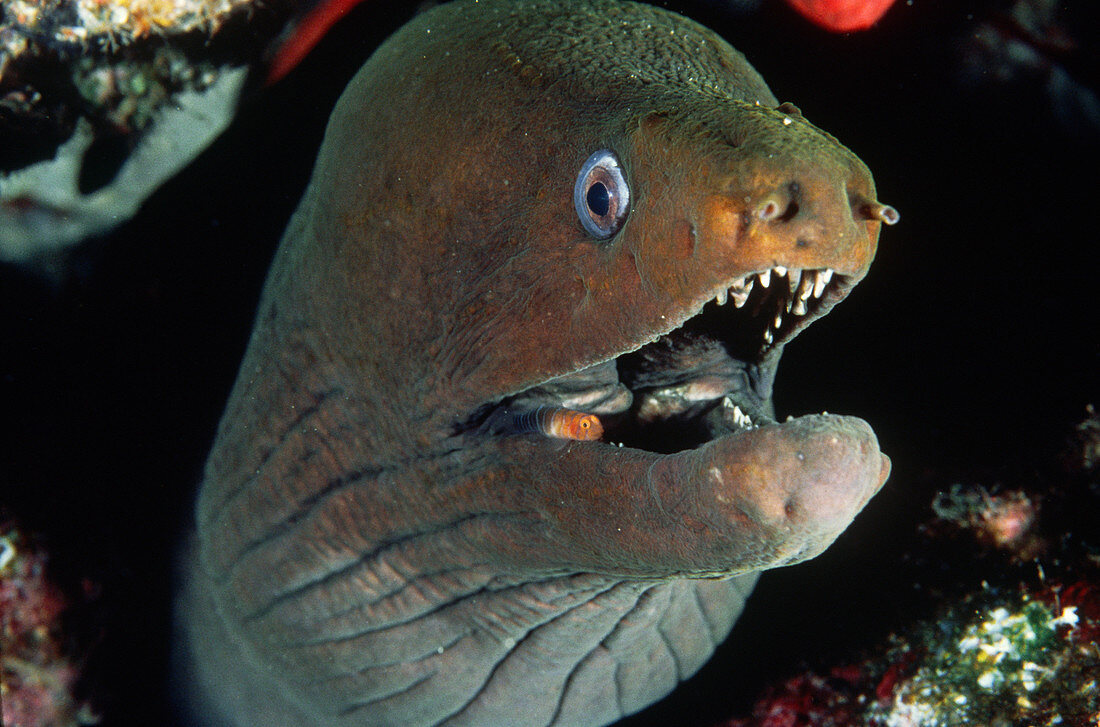 Moray Eel with Cleaner Goby