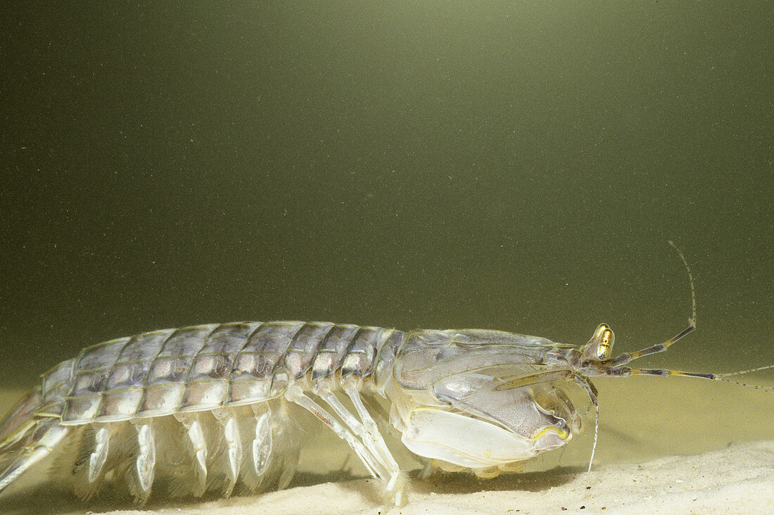 Mantis Shrimp (Squilla empusa)