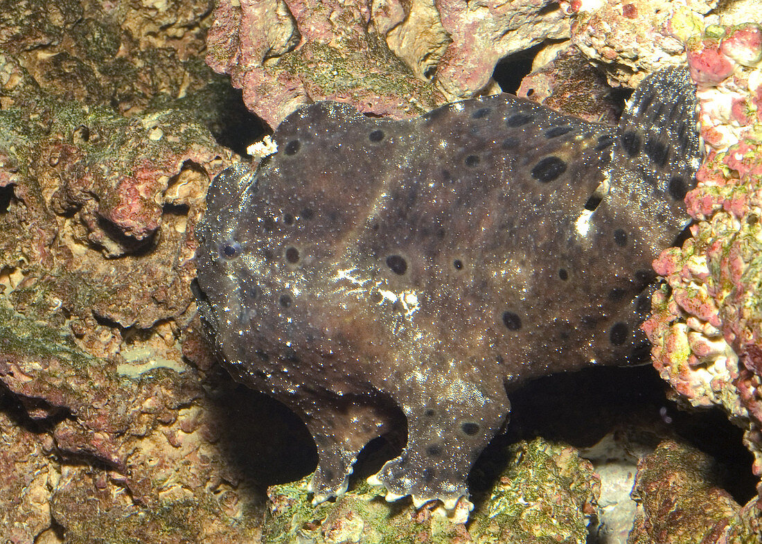 Longlure Anglerfish