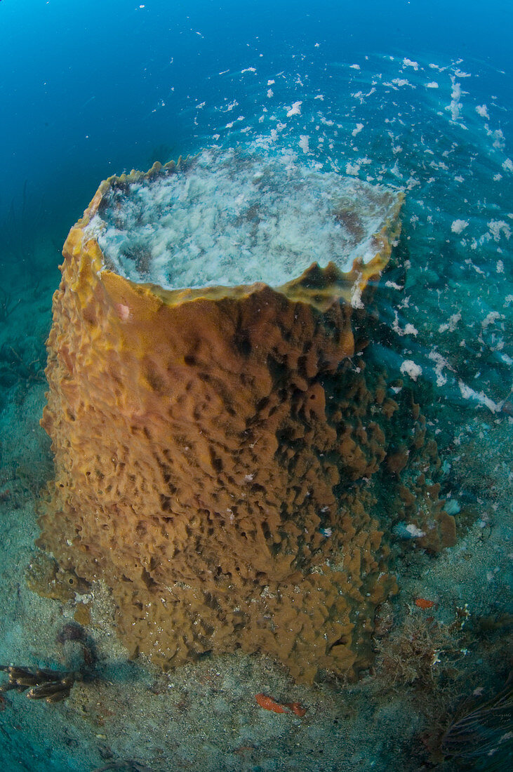 Female Barrel Sponge