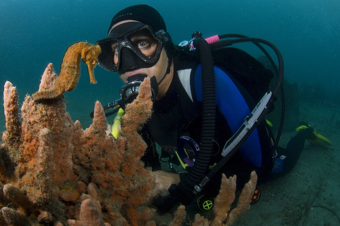 Diver and Long Snout Seahorse