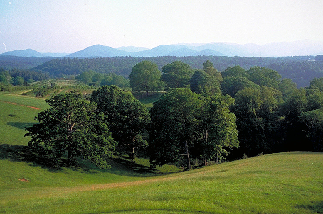 Tree filled valley