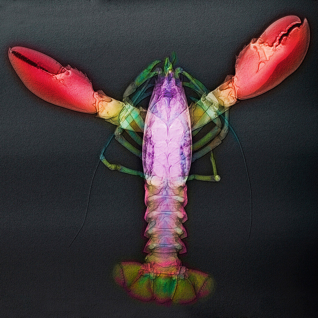 'Lobster,X-ray'