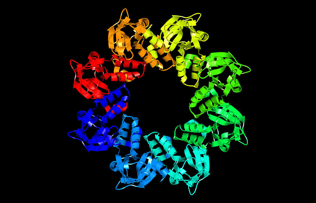Mycoplasma Pneumoniae Protein