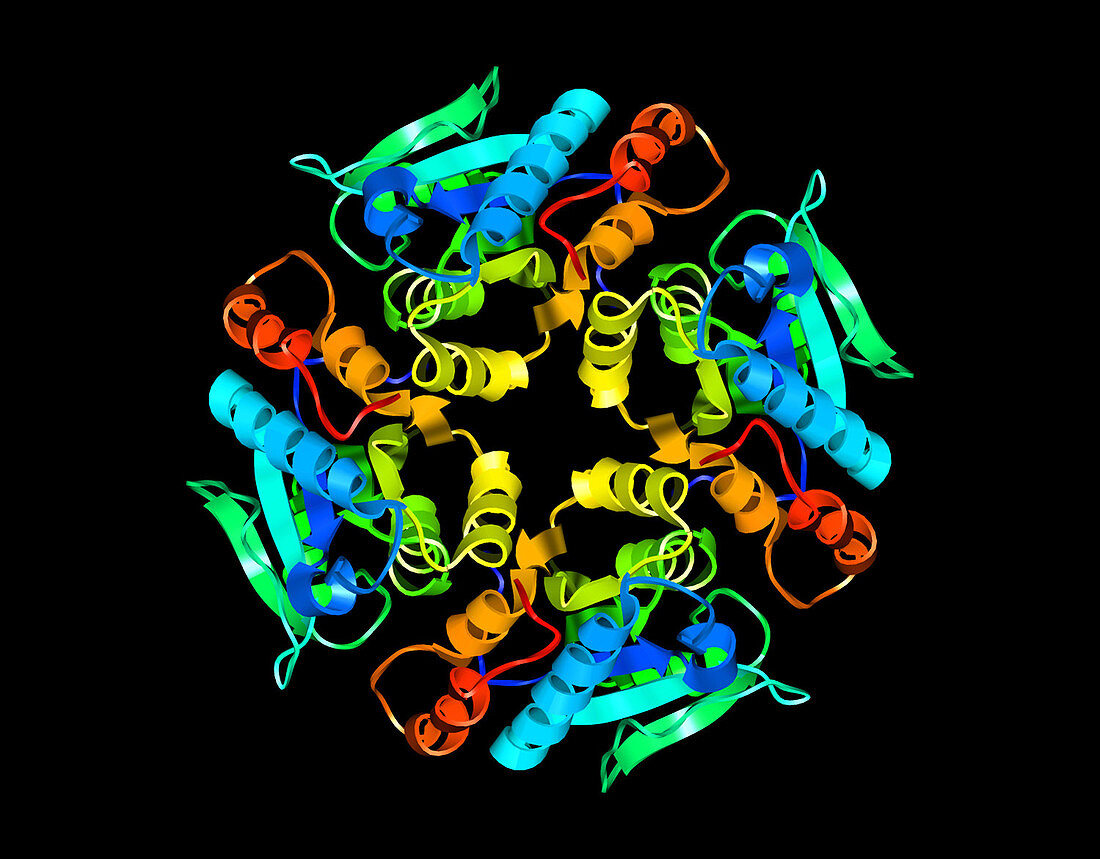 Leishmania Major Protein