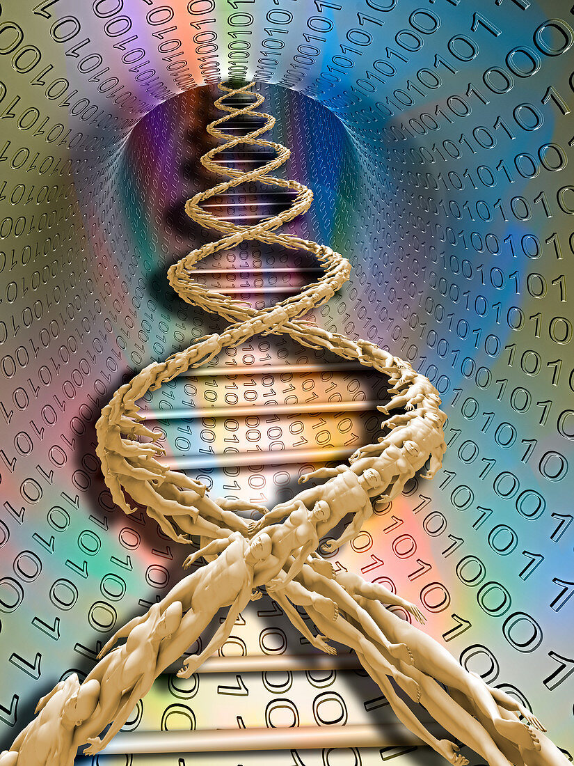 Human DNA Vortex