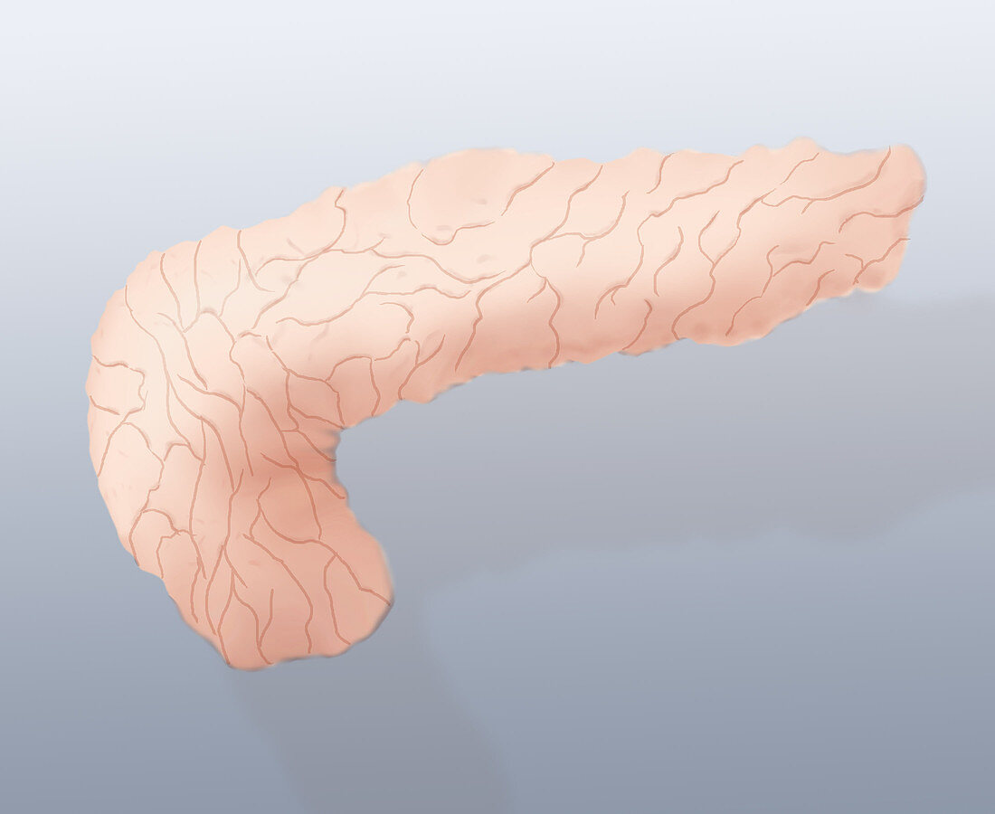 Pancreas Illustration