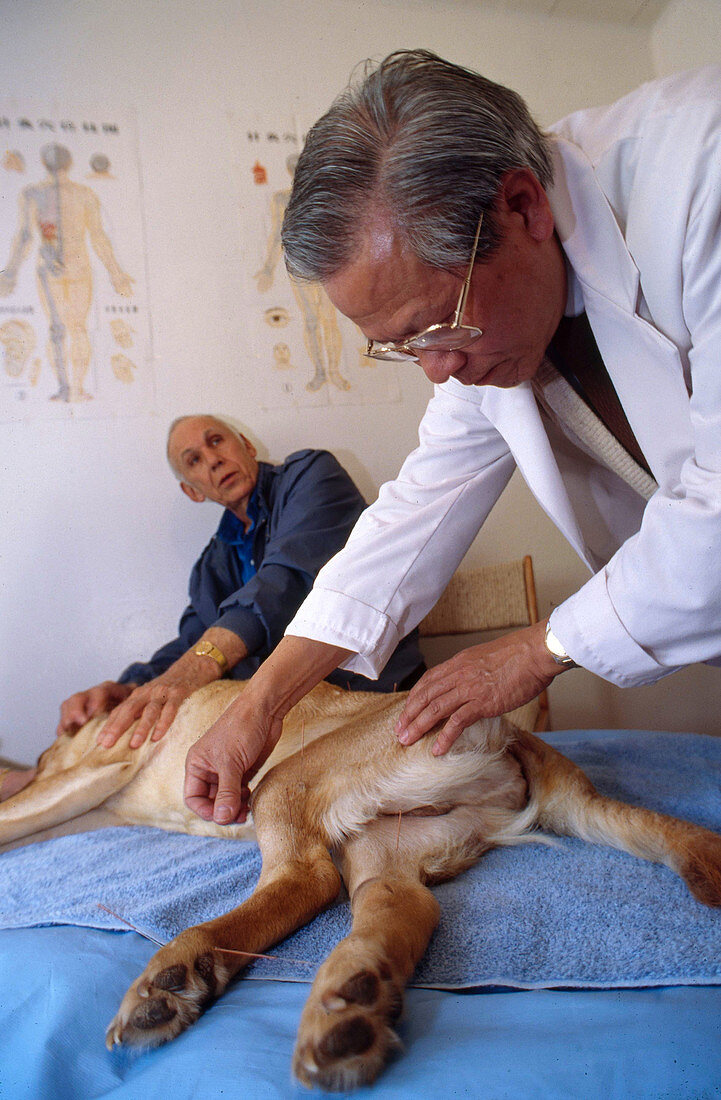 Acupuncture on Dog