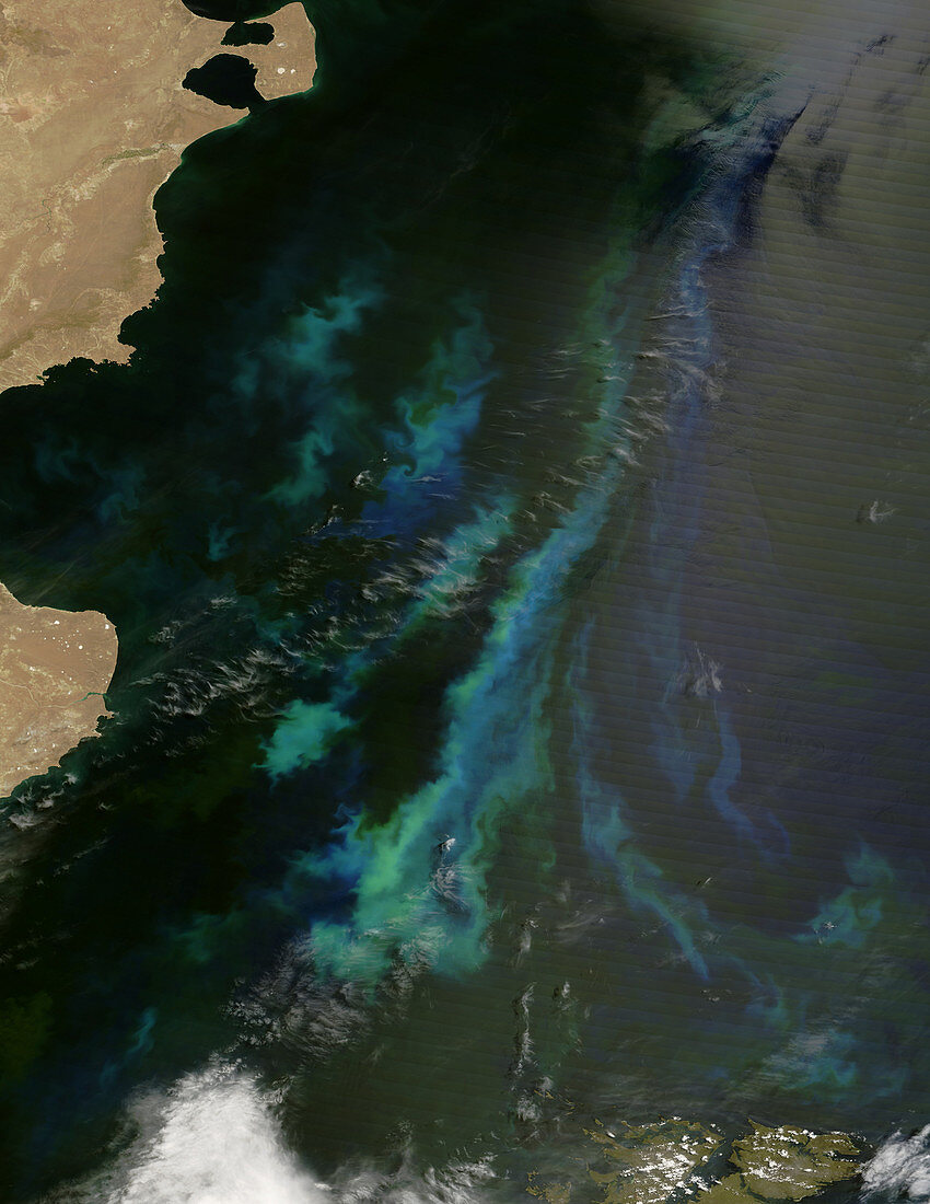 Phytoplankton off Argentina's coast