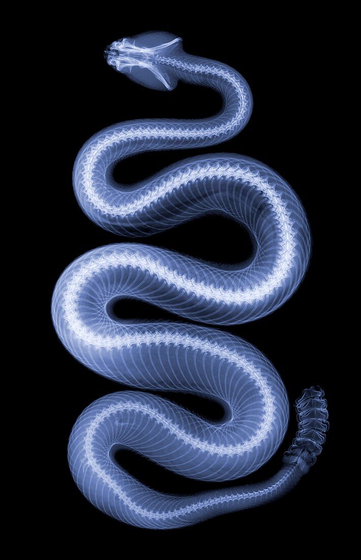 'Southern Pacific Rattlesnake,X-Ray'