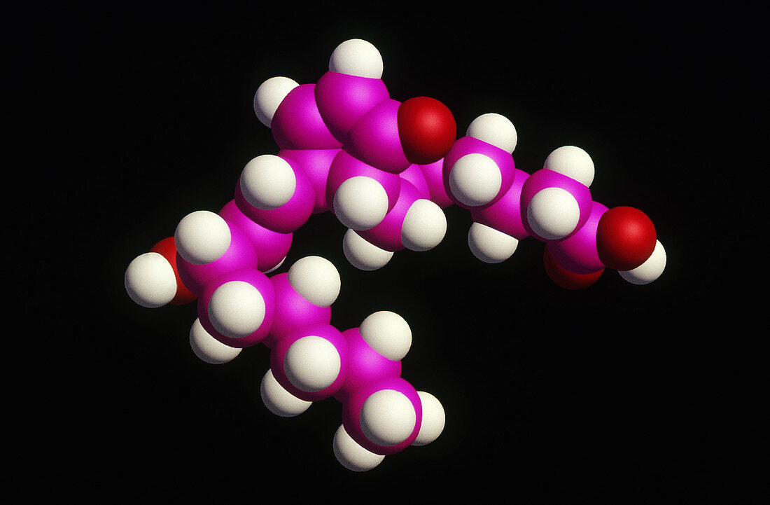 Model of Prostaglandin A2