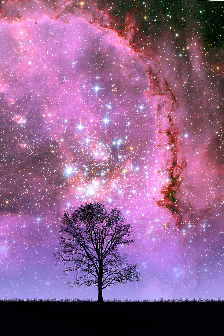 Tree and Small Magellanic Cloud (Composit