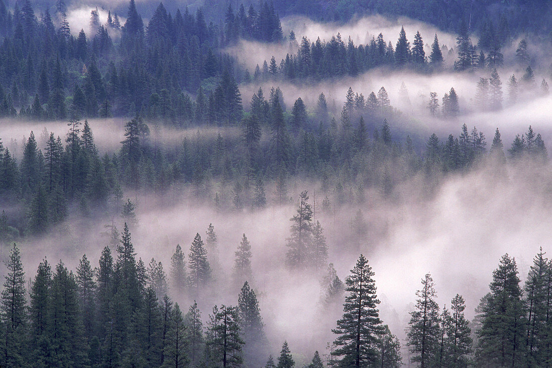 Yosemite Fog