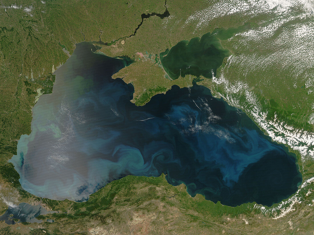 Black Sea Phytoplankton