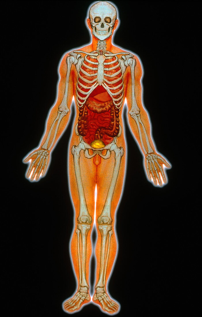 Skeleton Showing Abdominal Organs