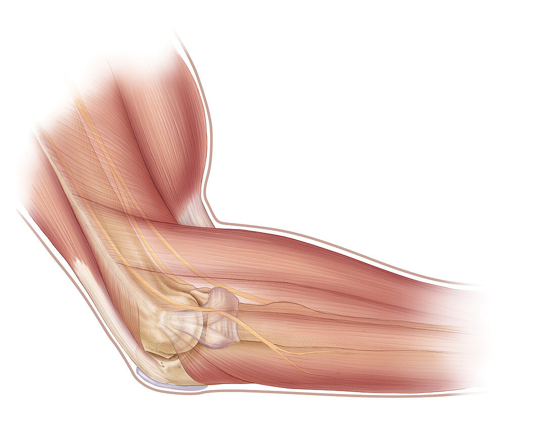 Elbow Anatomy