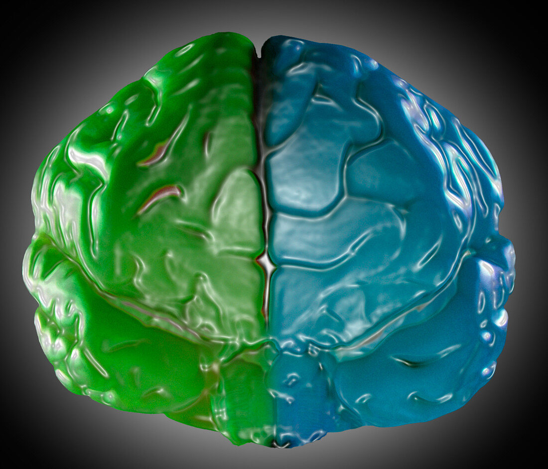 Two-Colored Brain