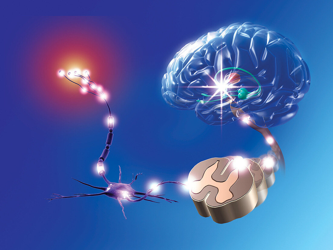 Illustrating Neural Pain Pathway