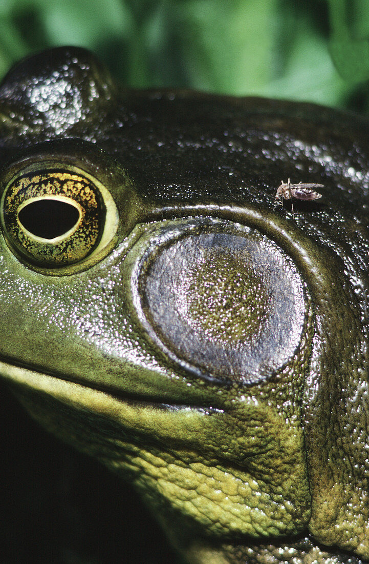 Bullfrog tympanum