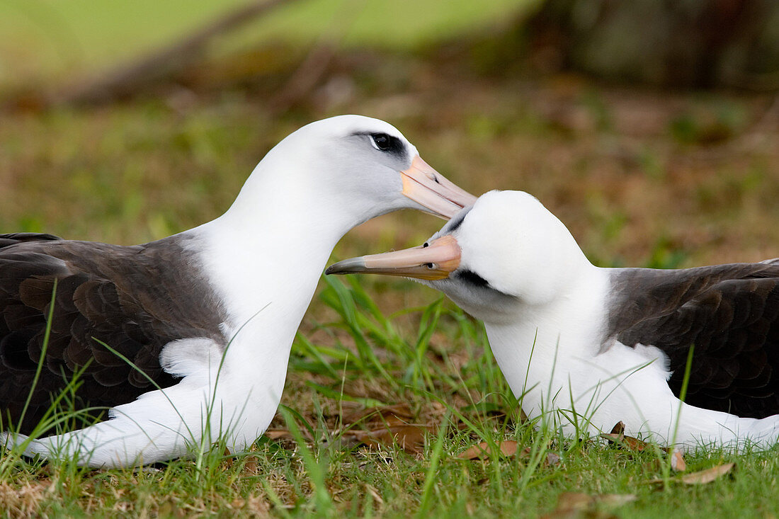 Laysan Albatross pair