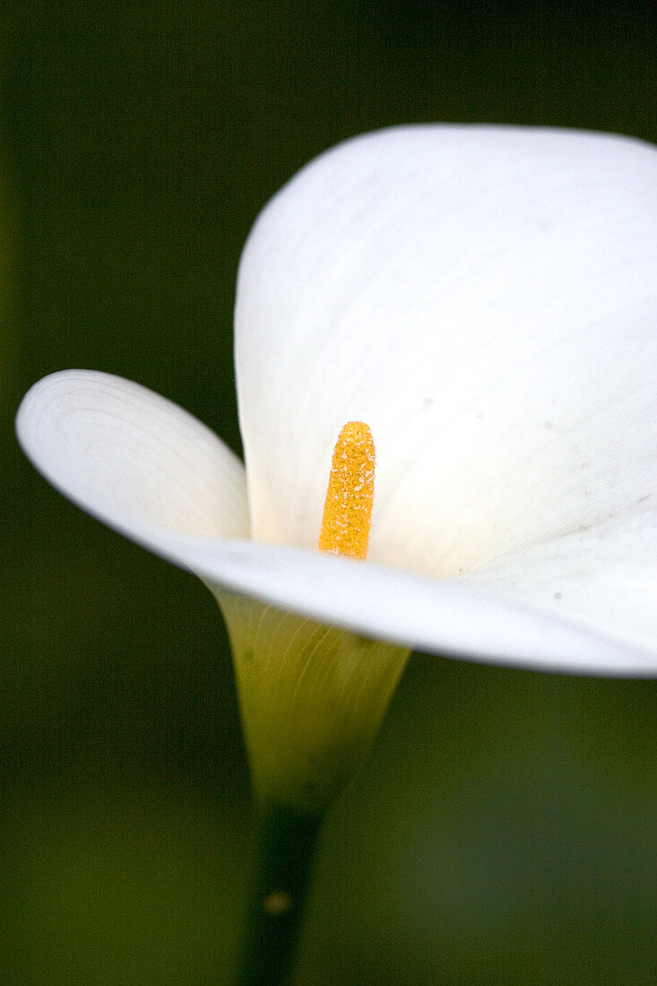 A white calla lily