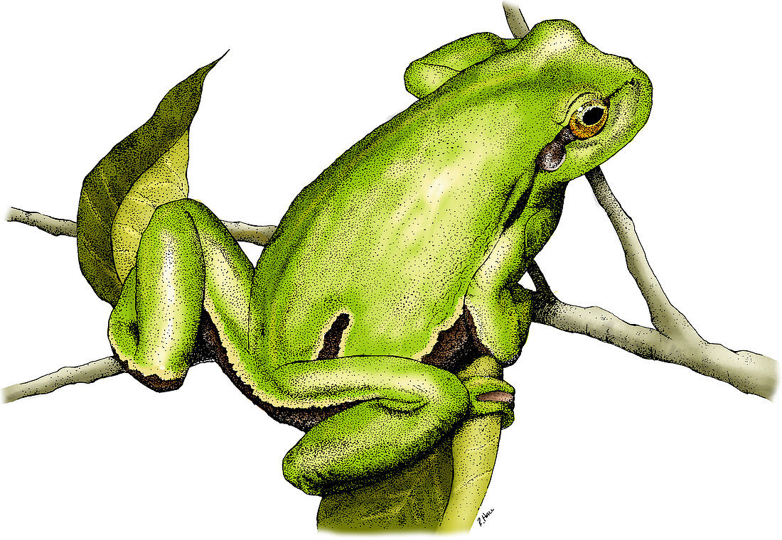 European Tree Frog