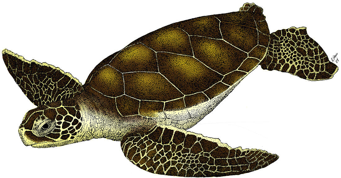 Hawksbill Sea Turtle