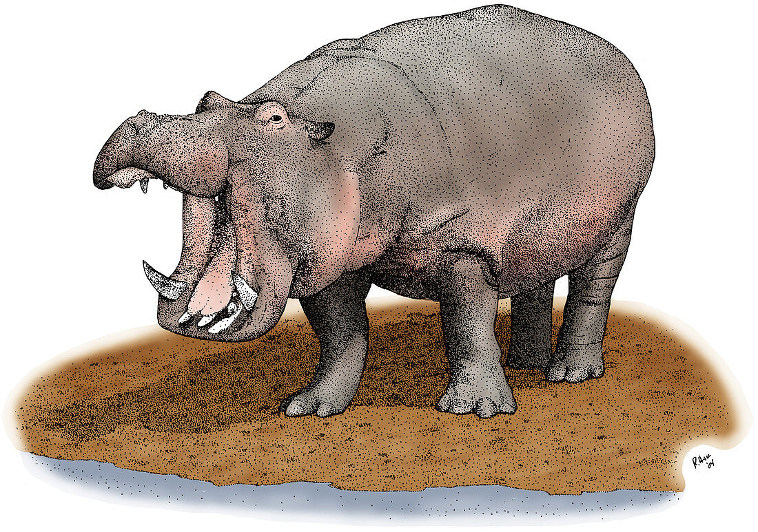 Hippopotamus