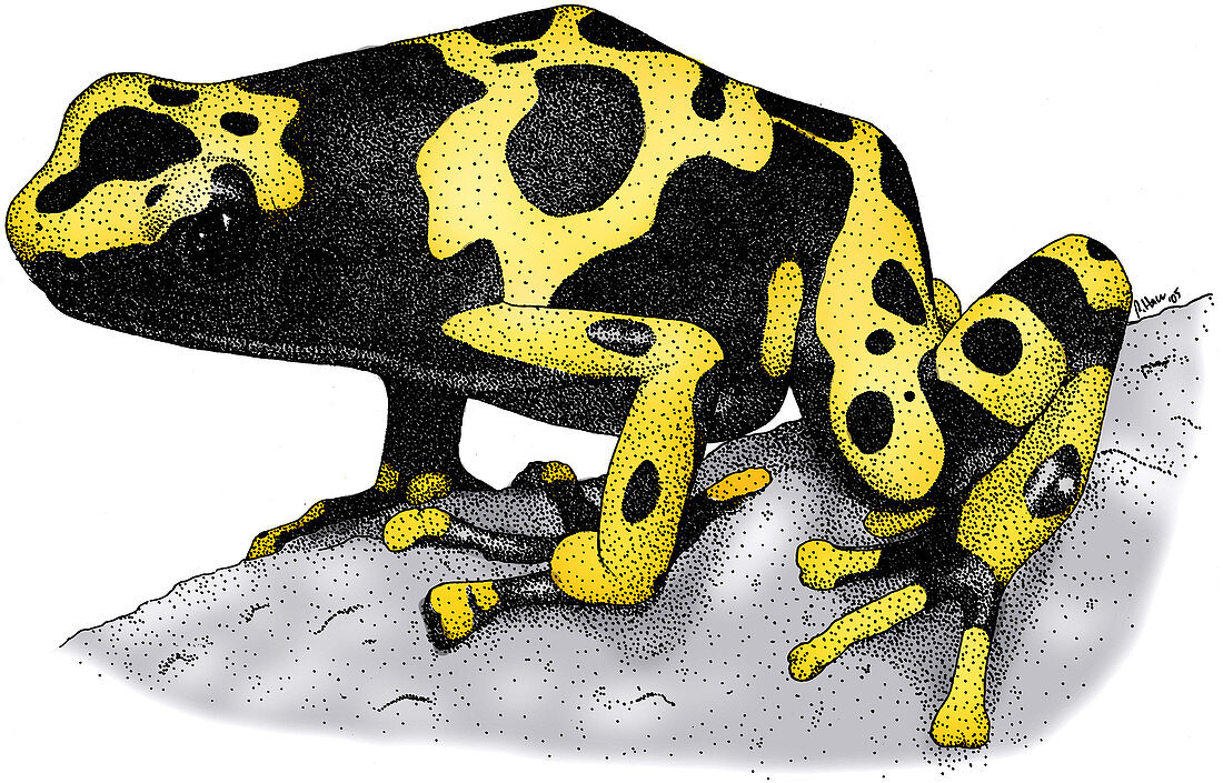 Yellow Banded Poison Dart Frog