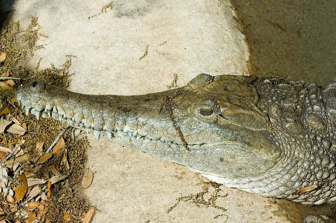 Johnston's Crocodile