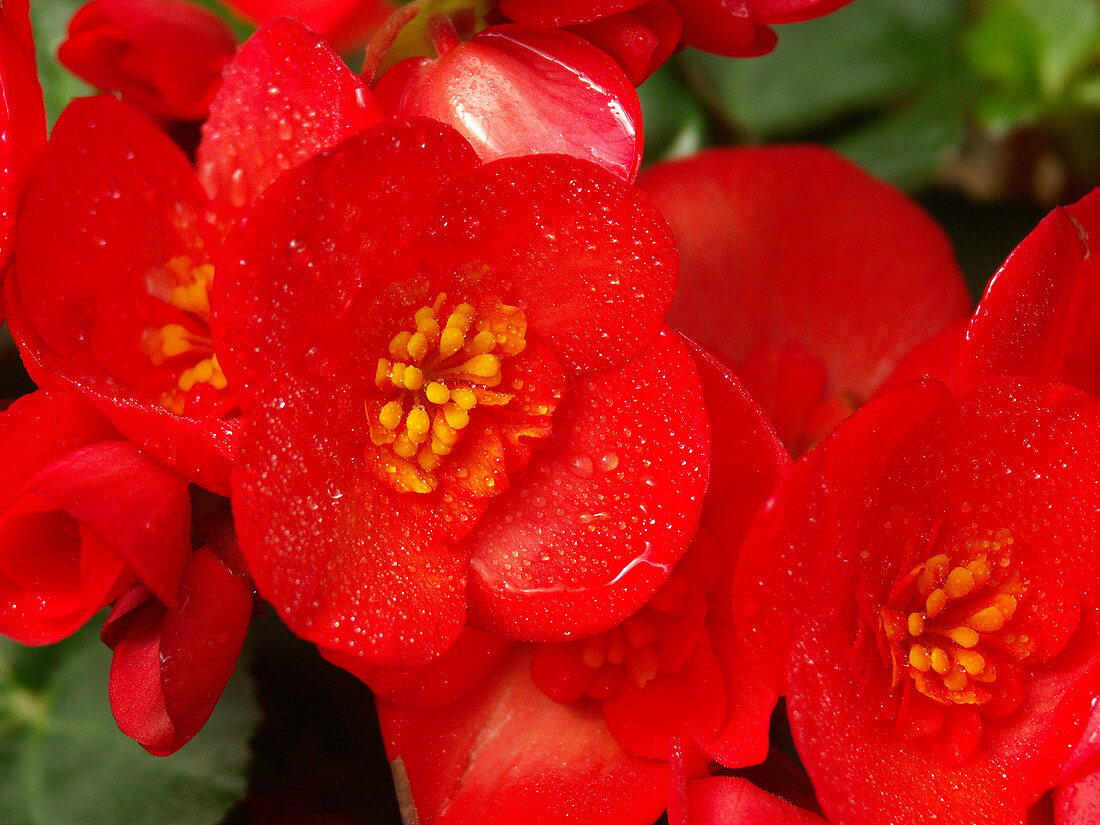 Reiger Begonia (Begonia x hiemalis)