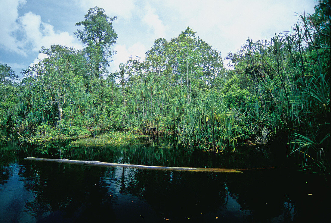Pandans in Peat Swamp Forest,Malaysia