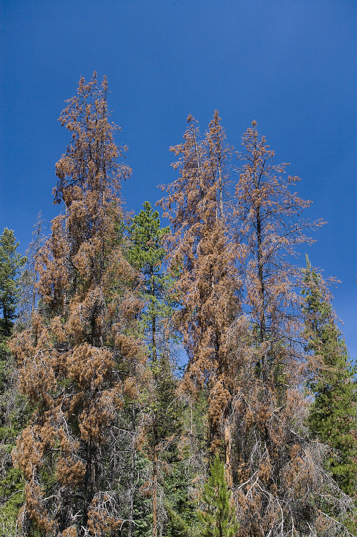 Spruce Bud Worm Damage