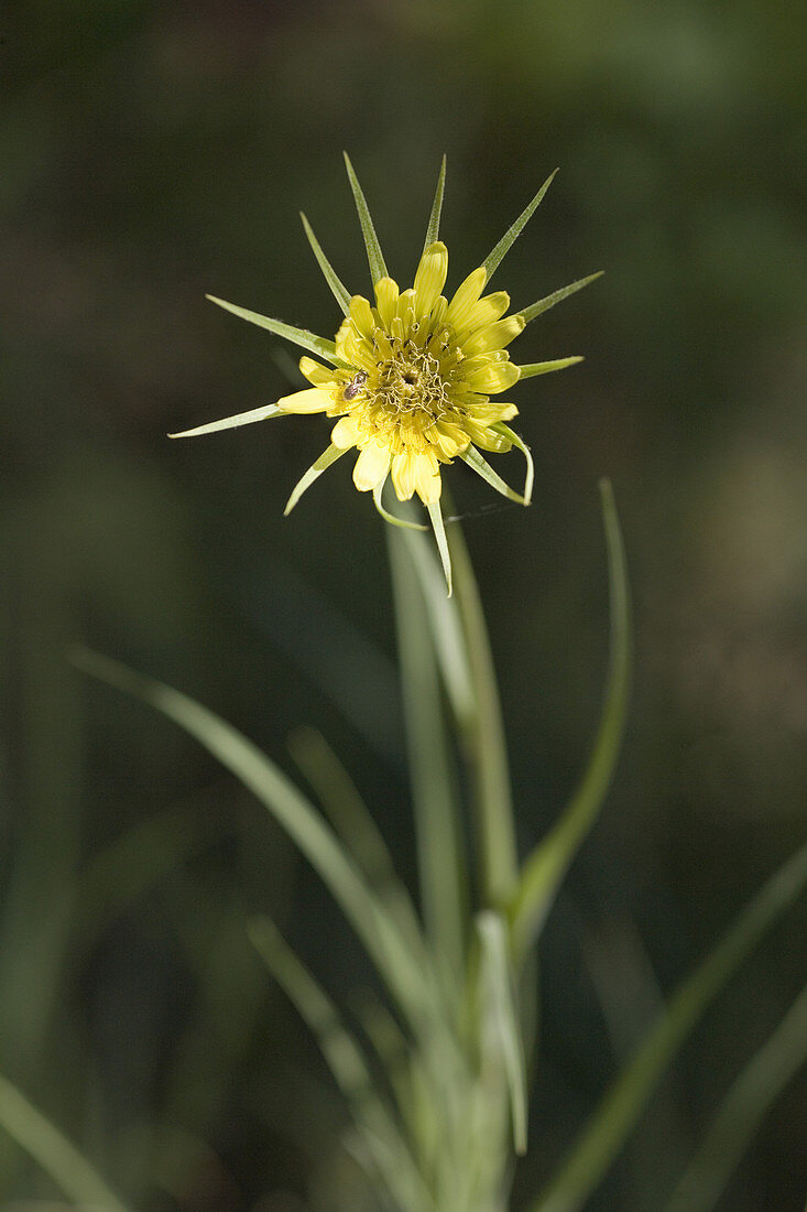 Salsify