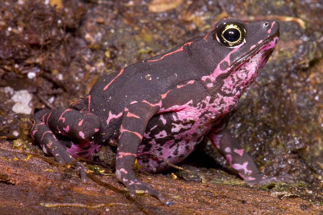 Harlequin Frog