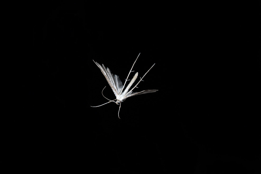 White Plume Moth in Flight
