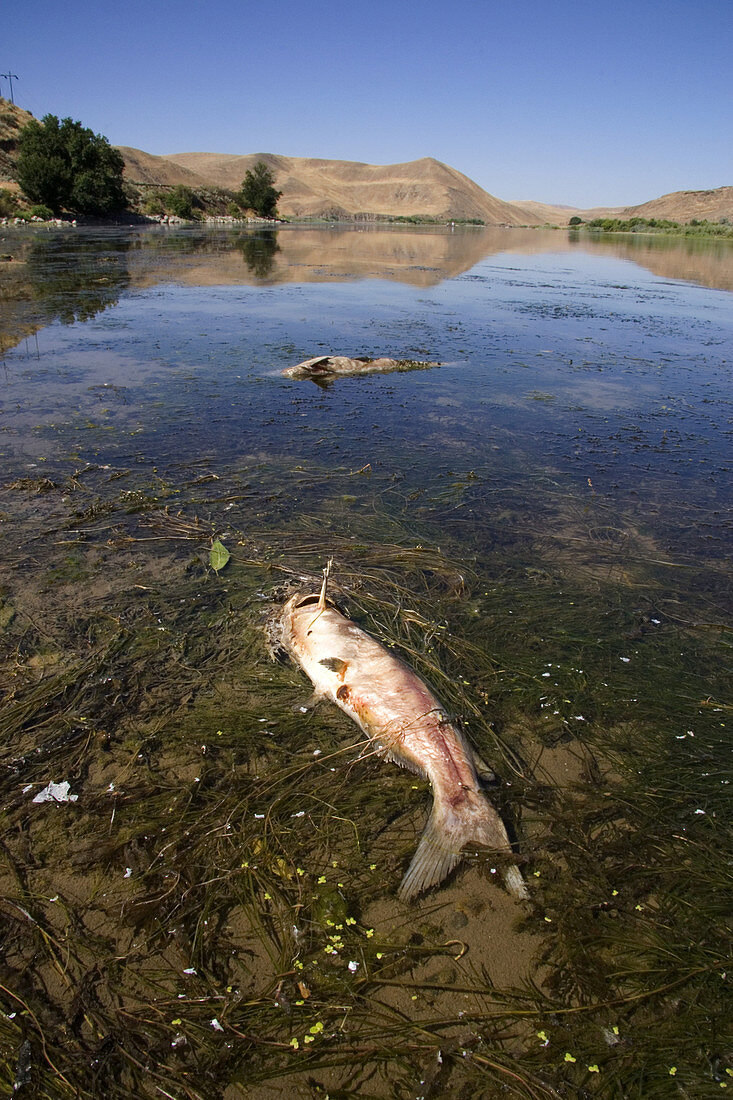 Dead Fish on the Snake River,Idaho