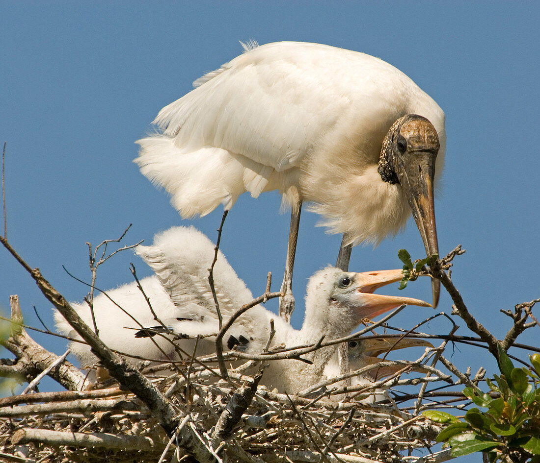 Wood Stork adult with chick in nest