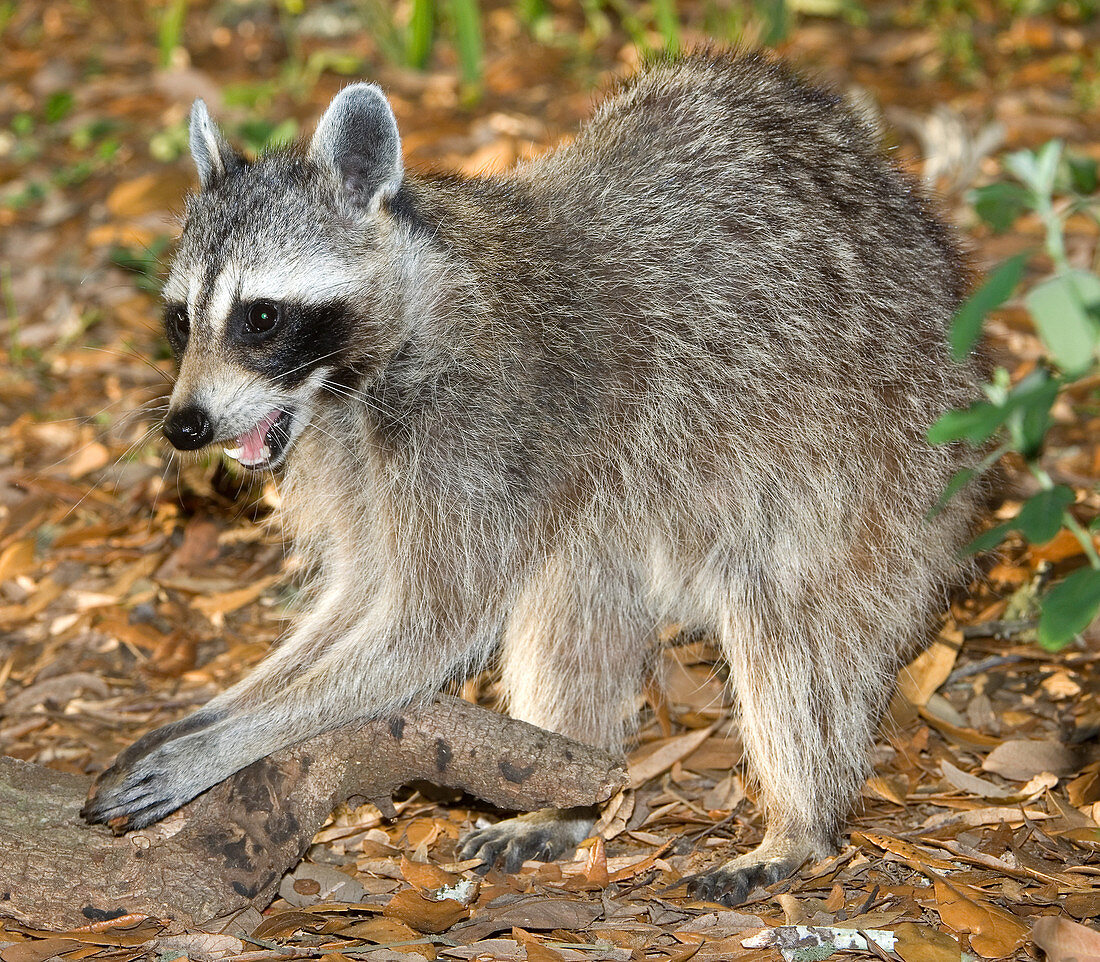 Raccoon adult feeling for grubs