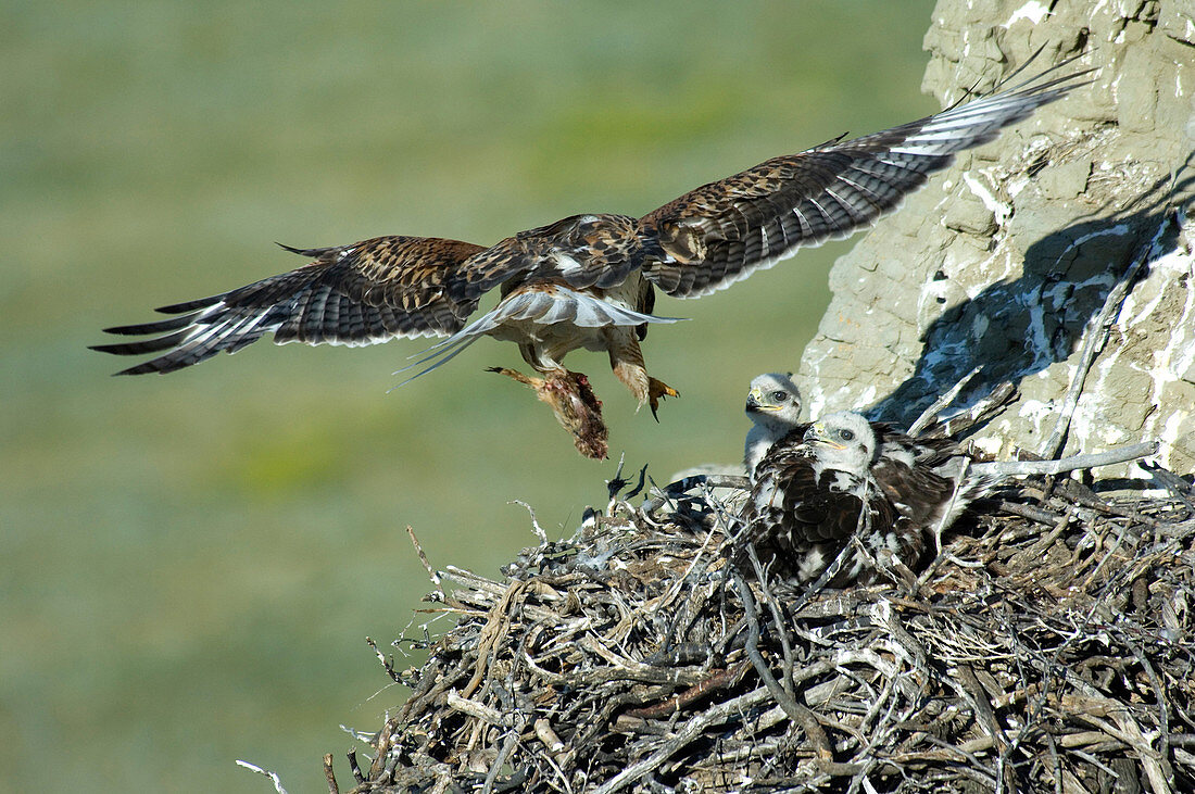 Ferruginous Hawk bringing food to young