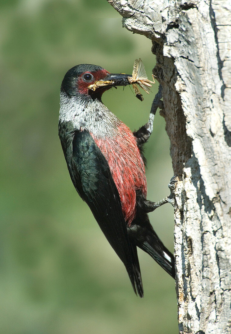 Lewis's Woodpecker,grasshoppers in beak