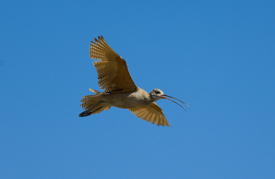 Long-billed Curlew in flight
