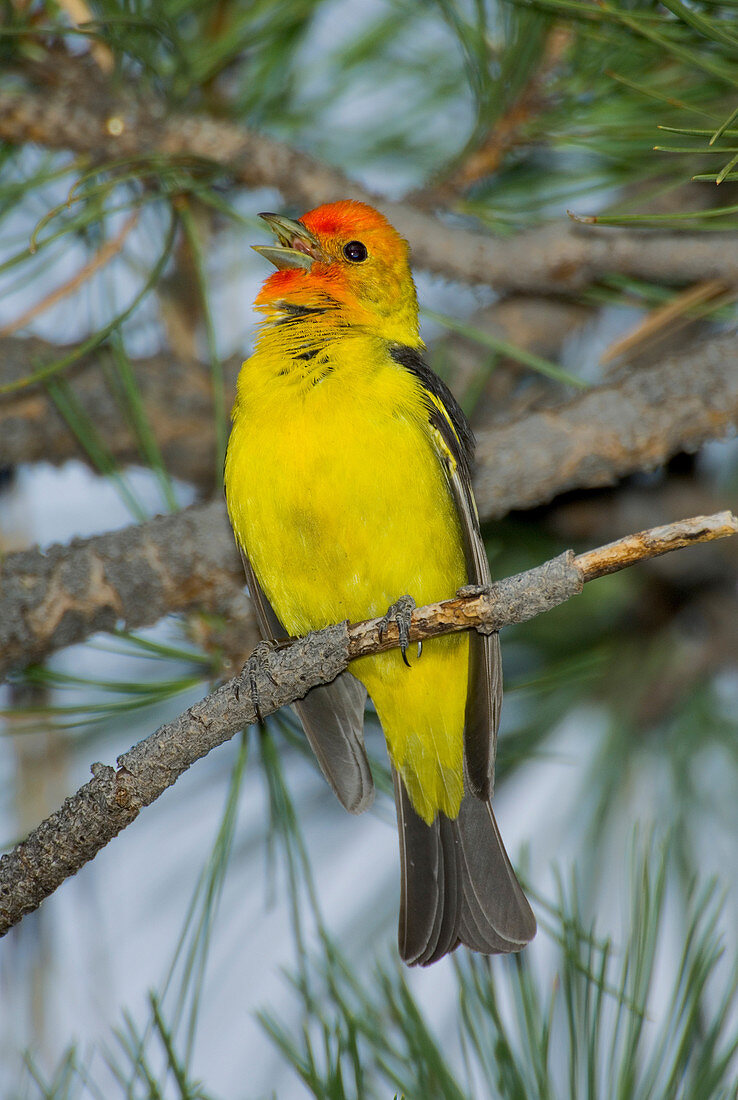 Western Tanager singing