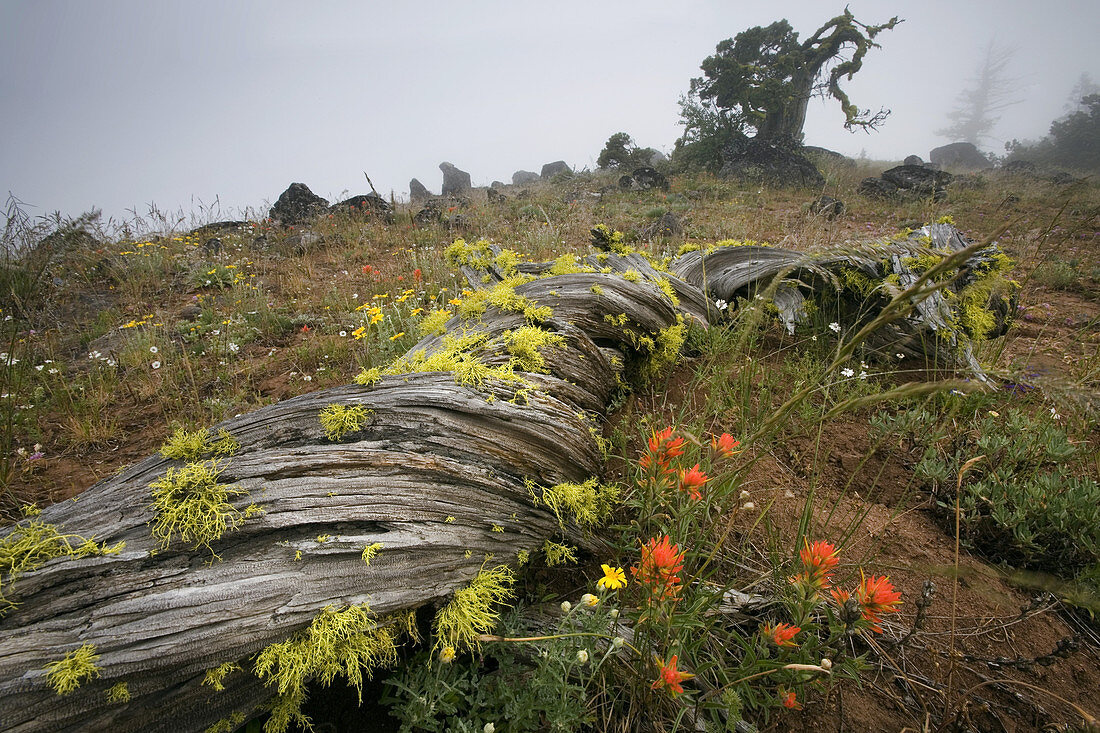 Meadow In Fog,OR