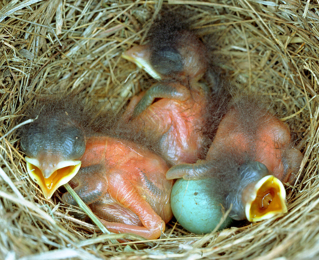 Eastern Bluebird chicks,one day old