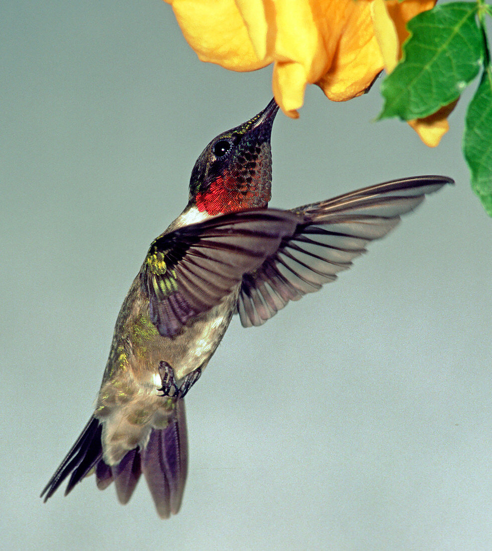 Ruby-throated Hummingbird male at flower